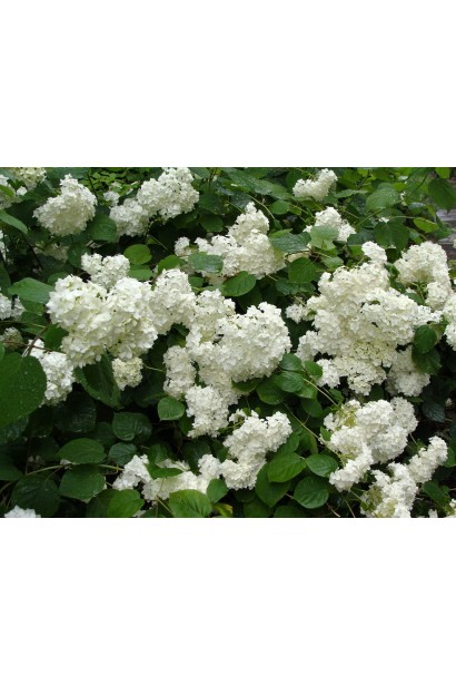 Гортензія біла Грандіфлора